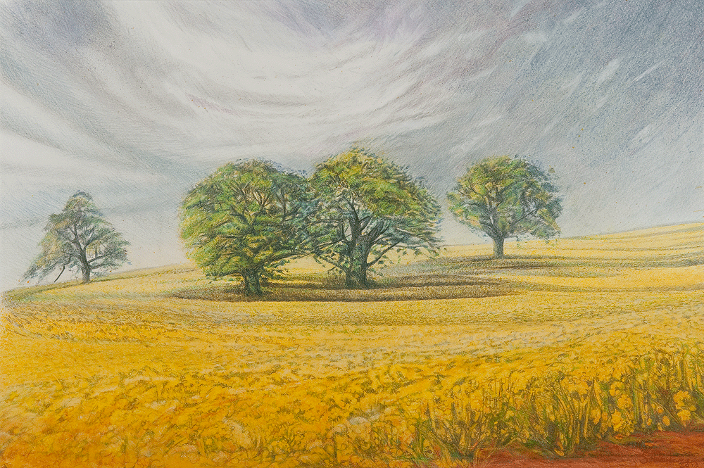 Rapeseed field, Oak trees and grey sky