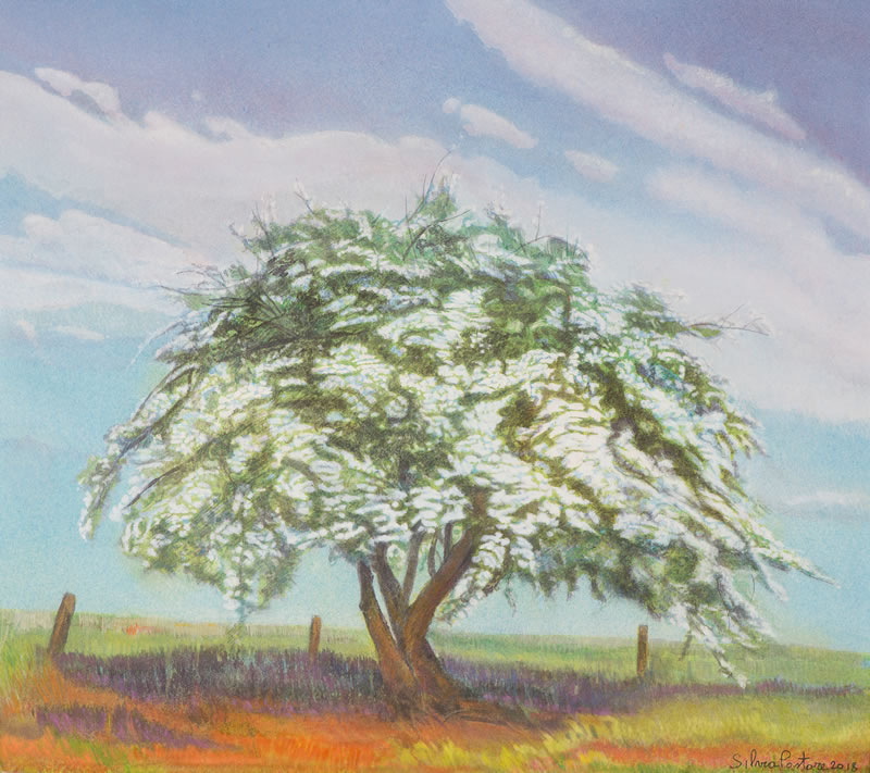 Hawthorn tree in bloom
