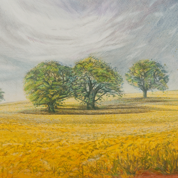 Rapeseed field, Oak trees and grey sky